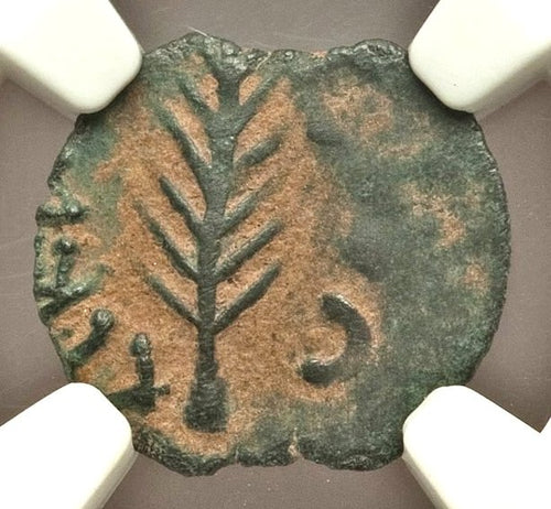 Moeda Bíblica Prutá de Porcius Festus sob Nero (59-63 dC) Certificada NGC – imagem 1