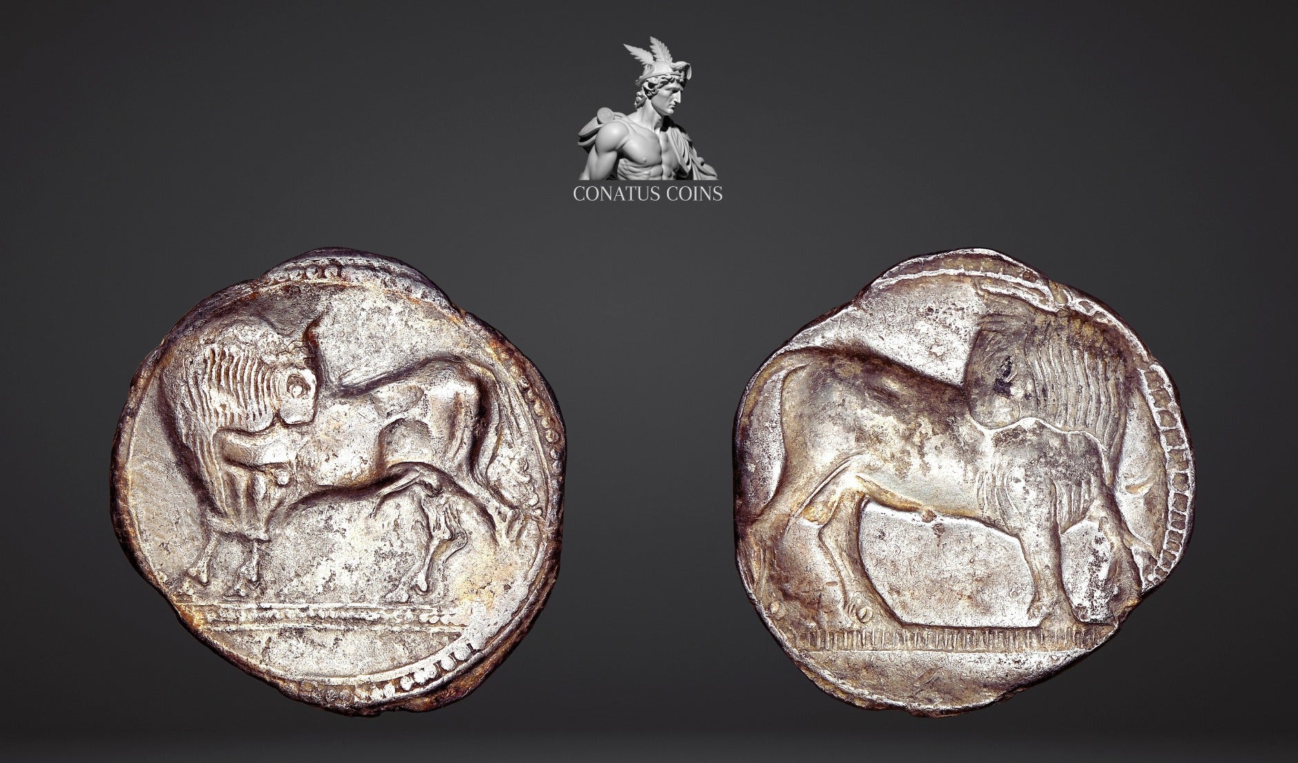 Moeda Grega Rara Stater da Lucania. Sybaris (Ca. 550-510aC). – imagem 1